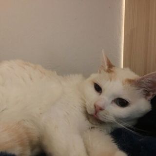 きれいな美人さんです。