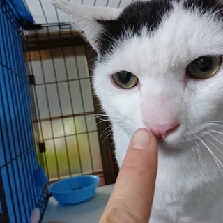 7/3分け前髪にゃんこ「しげお」 