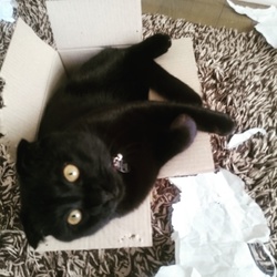 ハッピーバレンタイン