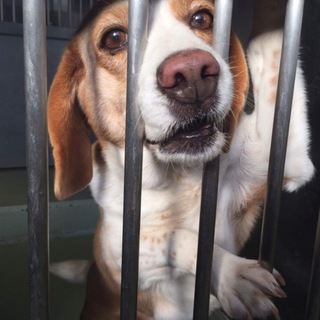 元気で人懐こいビーグルの女の子