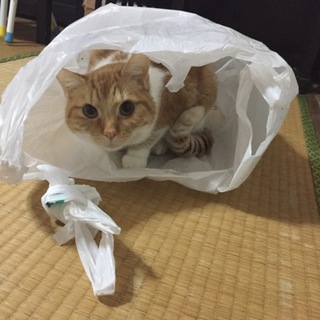 心優しい里親さんお願いします！