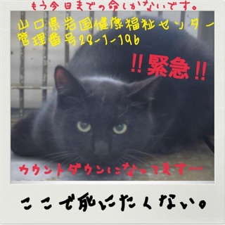 大至急助けて‼︎命の期限が切れました‼︎