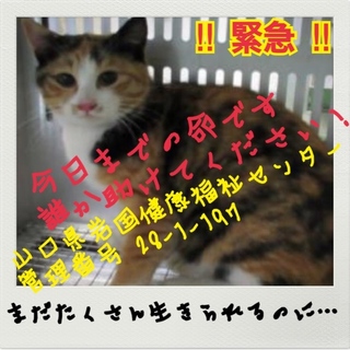 緊急です！助けてください！命の期限切れました