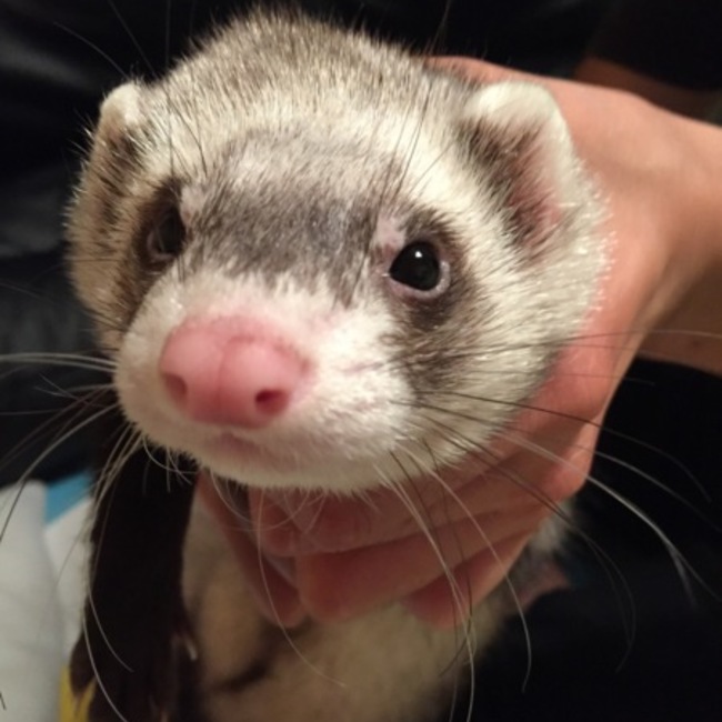 うぎぎ さん ペットのおうち 月間利用者150万人