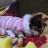 チワワの女の子推定6歳アニー サムネイル5
