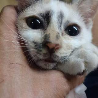 性格抜群、穏やかで優しい女の子【ラッキーちゃん】