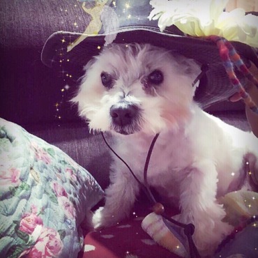 ミルキィの写真