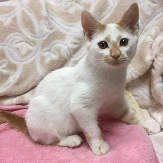 べったり甘えの大人しい男の子【ライ君】