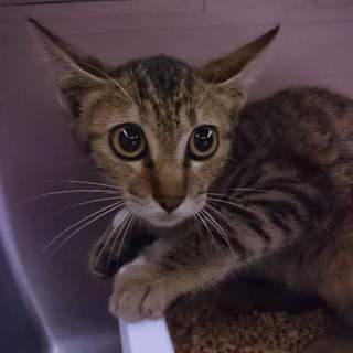 珊瑚店に侵入し逃げ回った子猫【コーラルちゃん】