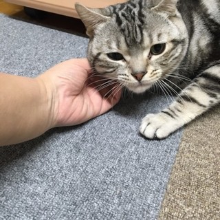 決定☆『チャ』遊び好きな元気な子