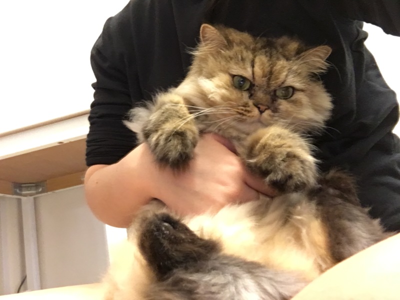 ペルシャとチンチラシルバ 神奈川県 猫の里親募集 ペットのおうち 月間利用者150万人