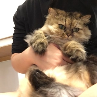 ペルシャとチンチラシルバー2匹一緒に