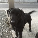 黒ラブ２歳です