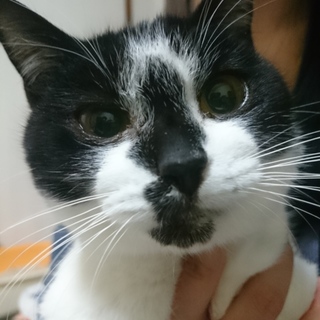 【たまちゃん】美術館で保護した甘えの女の子です｡