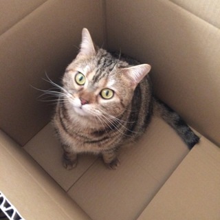 血統書付アメショー2歳女の子