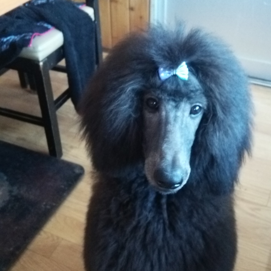 ラピスのカバー写真