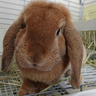保護うさぎ/おもちちゃん