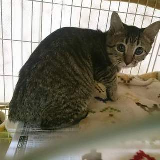 まん丸顔の【まる君】