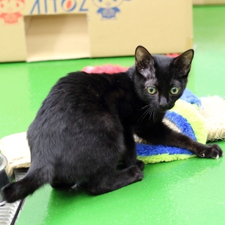 懐こい３兄妹の子猫ちゃん達に暖かいおうちを！！