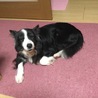 ボーダーコリー♀コマキ　家族募集中！！ サムネイル5