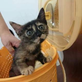 お顔も、しぐさも、愛嬌抜群のサビ猫【ルル】