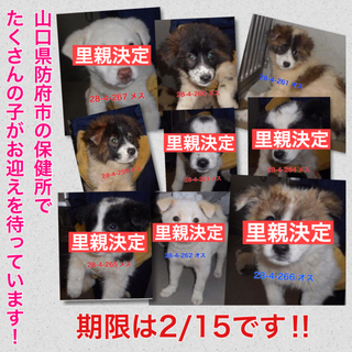 残った子は愛護団体に引き取られました