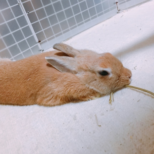 びすけっとちゃんのカバー写真