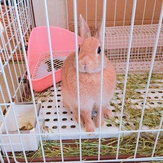 里親さま決まりました。ありがとうございました！