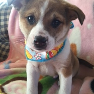 ビーグル風の男の子