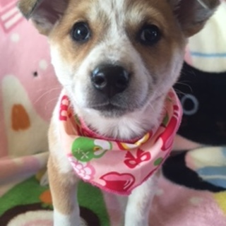 ビーグル風の女の子