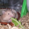 長毛ゴールデンハムスター里親募集 サムネイル2