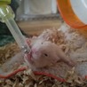 長毛ゴールデンハムスター里親募集 サムネイル3