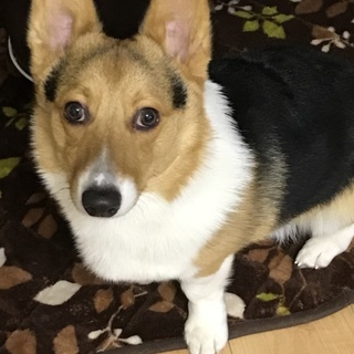 コーギー里親ありがとうございました^ ^