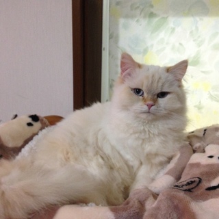 生涯可愛がって頂ける方