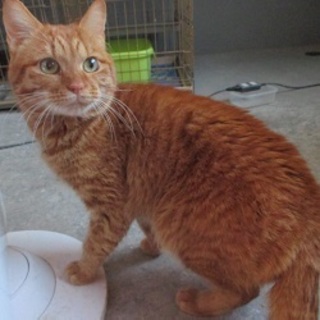 ちょっと怖がりですが綺麗な茶トラくんです