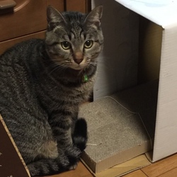 先住猫の嫉妬３