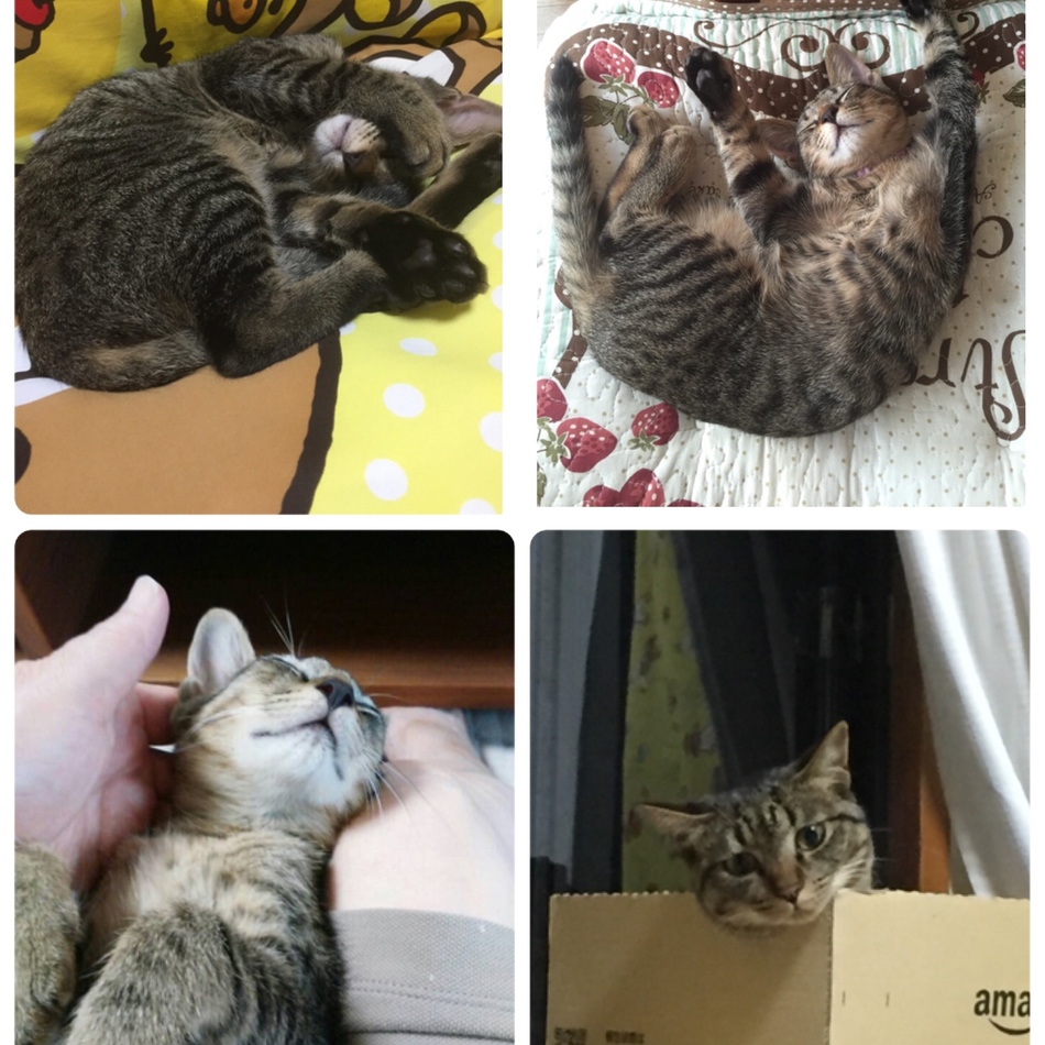 ナツのカバー写真