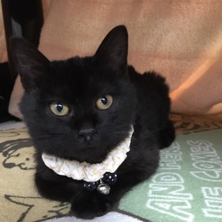 生後５ヶ月くらい甘えっ子な男の子【ポポ君】