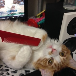 べっ…別にかまって欲しいわけじゃないんだからねっ！