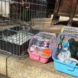 「鳥さんの骨折」サムネイル1