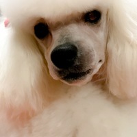BonBon
