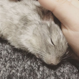 デグーブルーパイド♀応募者多数の為一旦停止