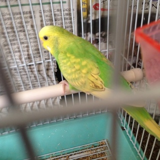 ①里親さん決定しました！