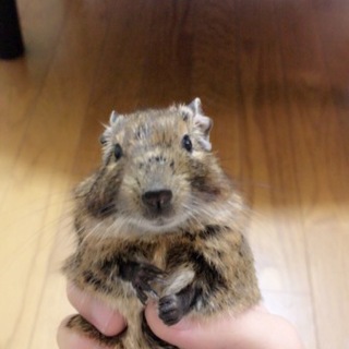 生まれて1年半くらいのデグーです。