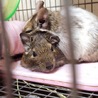生まれて1年半くらいのデグーです。 サムネイル3