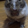 生まれて1年半くらいのデグーです。 サムネイル5