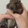 生まれて1年半くらいのデグーです。 サムネイル6