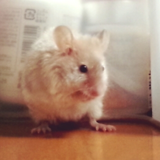 ありがとうございました。