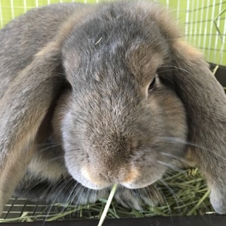 里親さんを募集しています フレンチロップのカルメル