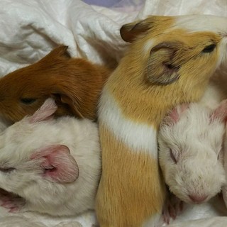 生後１ヶ月です